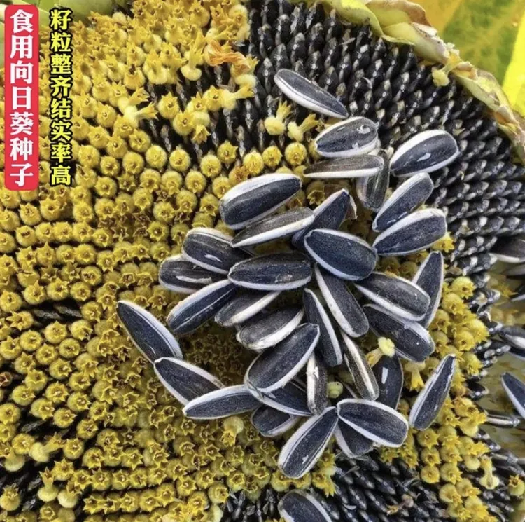 【拍2送1】大型食用向日葵种子瓜籽大粒饱满葵花籽阳台庭院种植