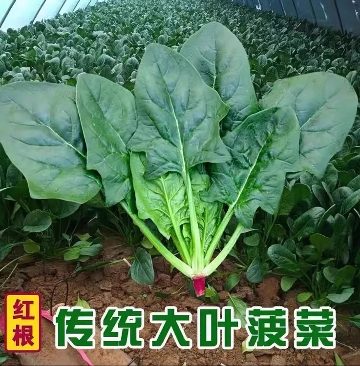 大叶红根菠菜种子四季阳台盆栽种籽传统老菠菜种子（拍2发3）