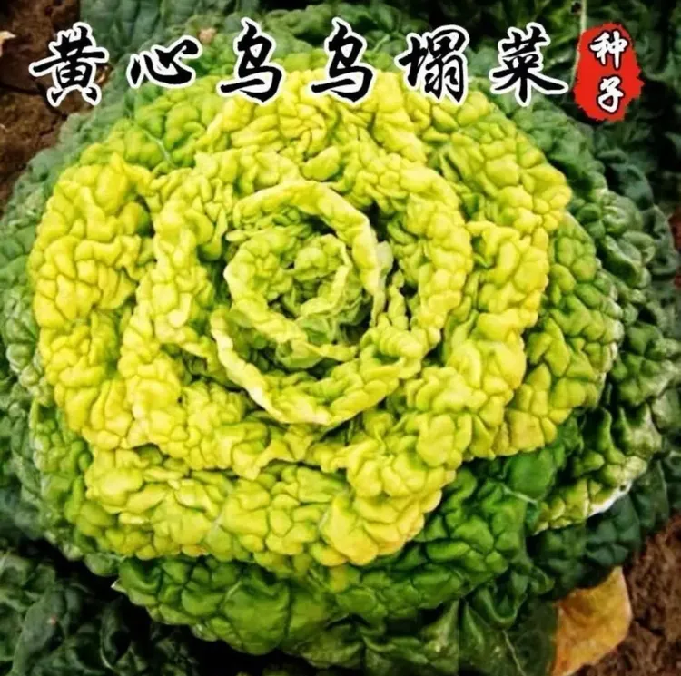 乌塌菜/黄心乌塌菜阳台小院耐寒种植蔬菜黑玉米种子【拍2送1】