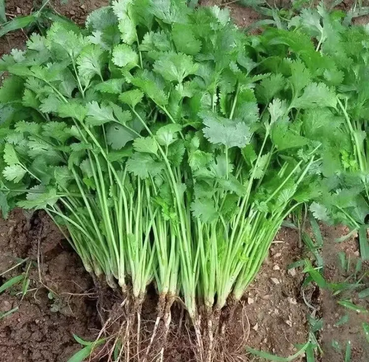 老品种冬季大叶香菜种子种籽根苗芫荽菜苗蔬菜孑菜籽籽种秋冬四季