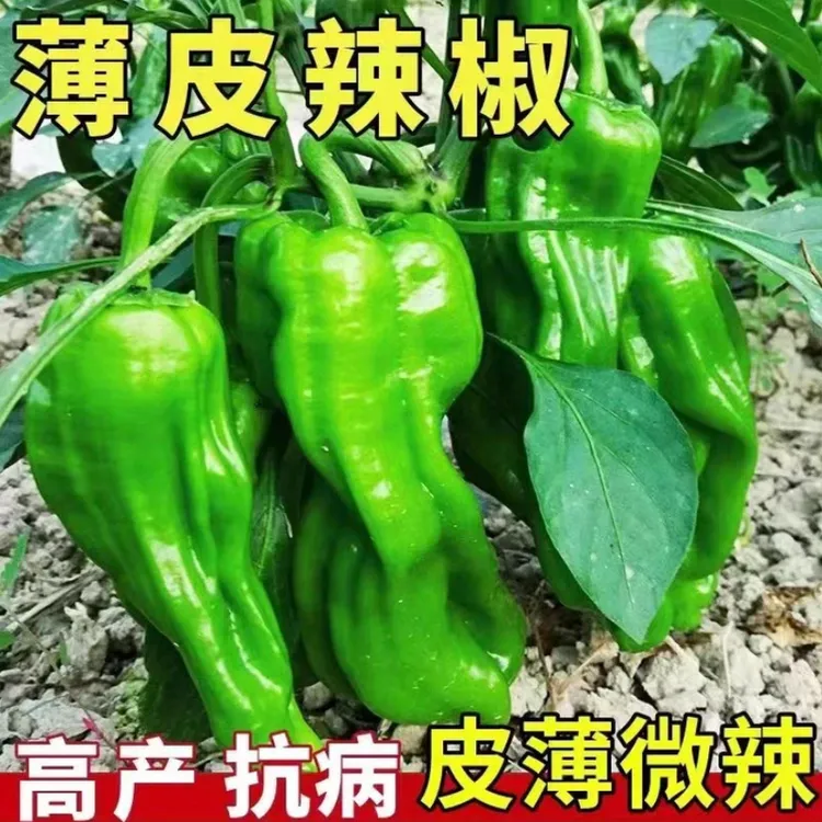 薄皮皱椒种子 早熟大果皱皮香辣鲜脆四季种植辣椒种子（拍2送1）