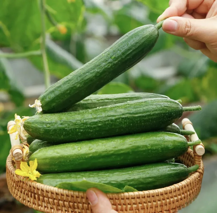 荷兰迷你水果黄瓜种子四季盆栽地栽抗病高产优质蔬菜种子【拍2发3】