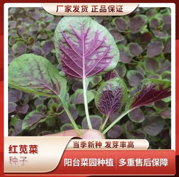红苋菜种子营养丰富四季种植盆栽蔬菜种子（拍2送1）