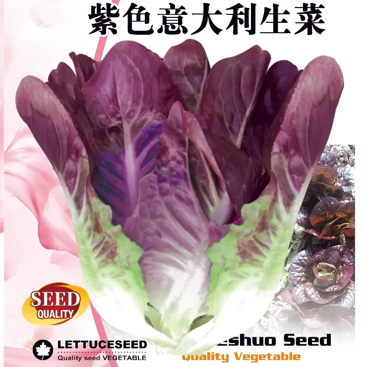 紫色意大利生菜富含花青素可生吃耐热工厂自营新款种子（拍2送1）