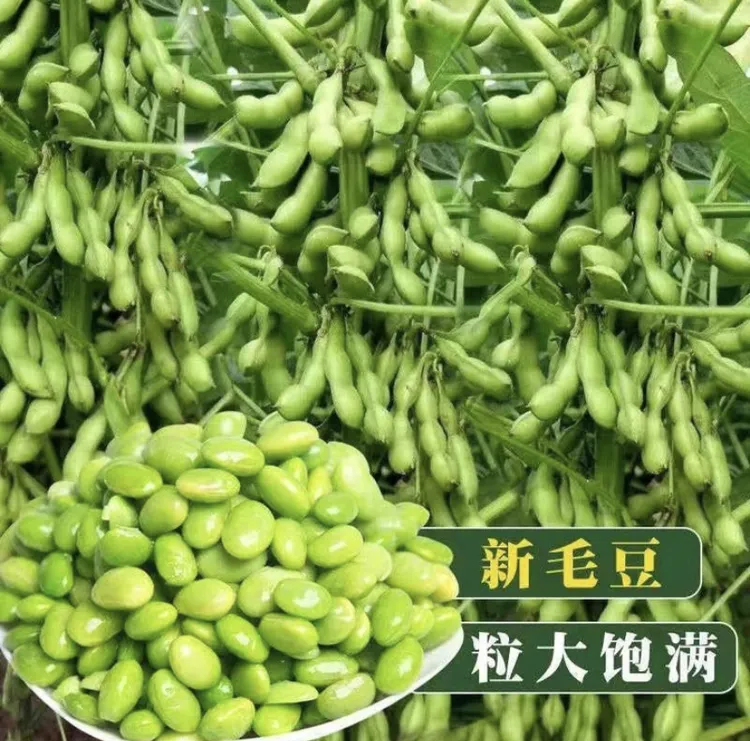 九月寒毛豆种子矮生非转基因青豆菜种子蔬菜种子（拍2送1）