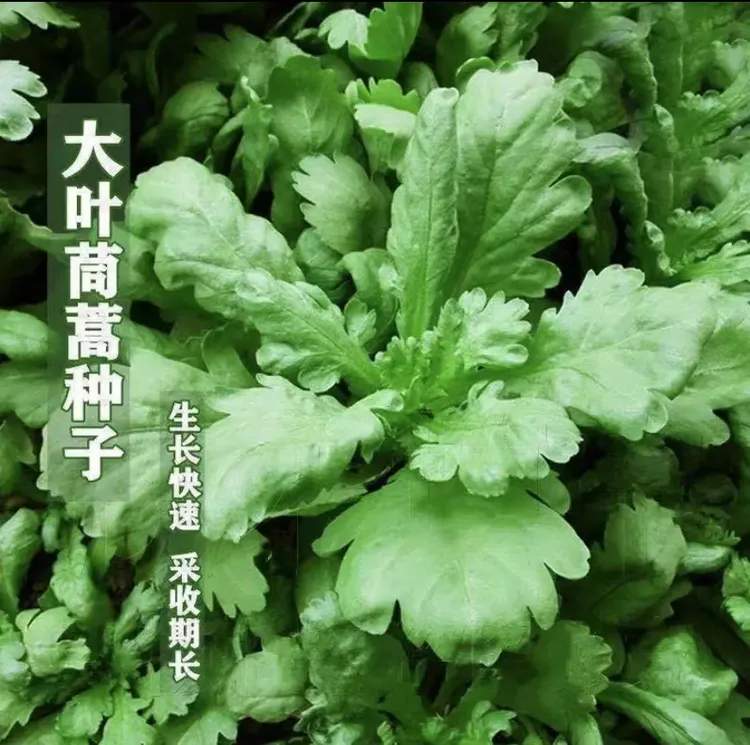 大叶茼蒿小叶茼蒿种子四季种籽优选高产蔬菜种籽星河【拍2送1】