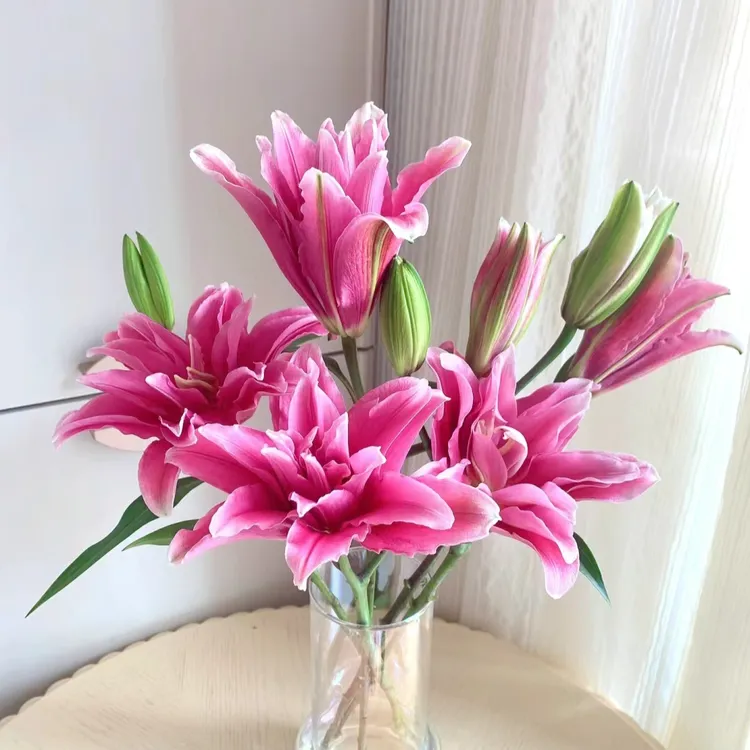 【深粉重瓣】东北鲜花 辽宁朝阳凌源重瓣香水百合鲜切花水养