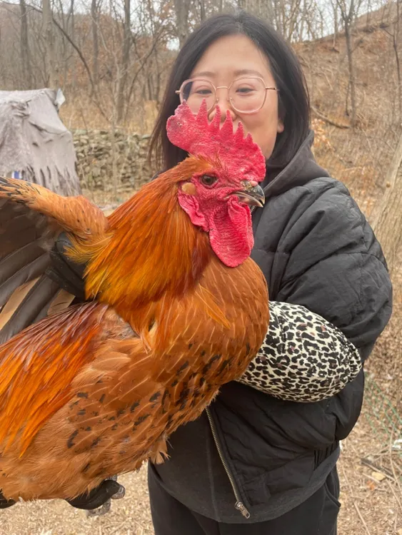 【青岛嫂子】山上散养黑爪大公鸡，毛重6-7斤（净重4.5一5斤）