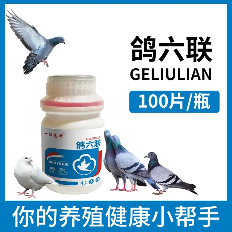 鸽六联 鸽子营养肉鸽赛鸽信鸽宠物鸽子通用.