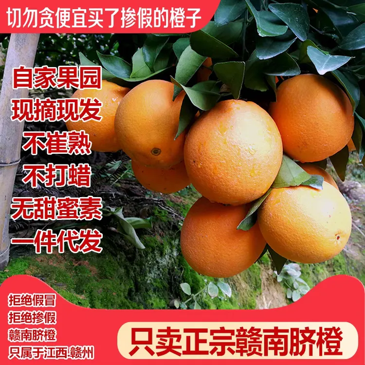 果园直供江西正宗赣南脐橙孕妇小孩老人当季水果皮薄多汁现摘甜橙
