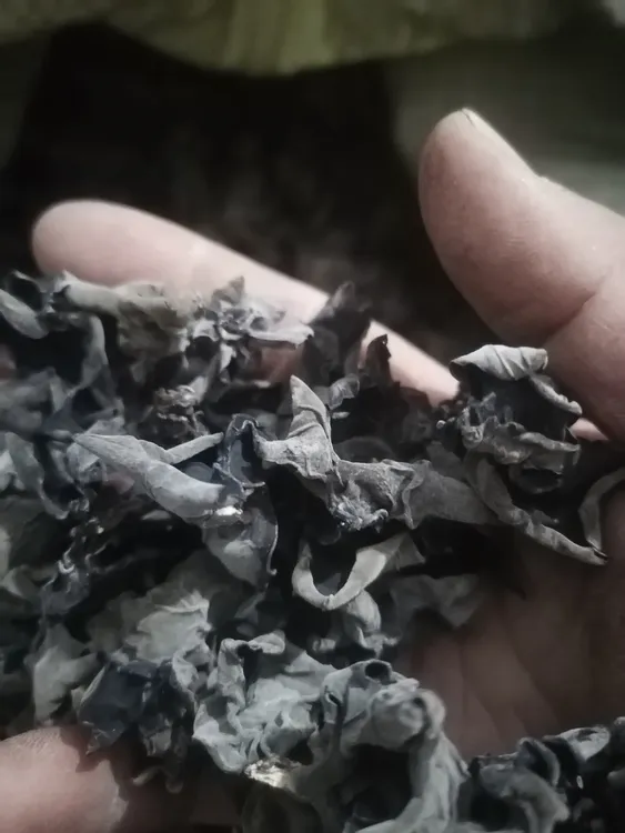 山西中阳头茬黑木耳无根肉厚干货特产高泡发