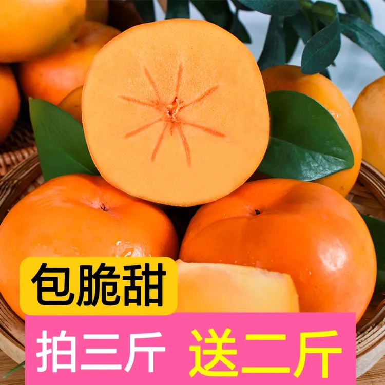正宗广西巧克力脆柿硬柿子非山西阳丰脆甜柿子5斤包邮