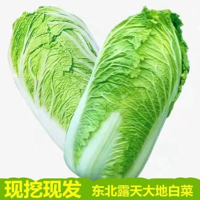 东北农家包头白大白菜包心白菜新鲜蔬菜可淹酸菜辣白菜3-9斤包邮