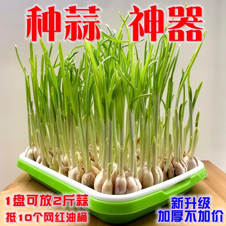 水培蒜苗专用蒜苗盘种蒜育苗盘【能种蒜苗，能种芽苗菜】