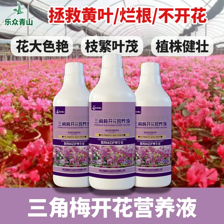 乐众青山【三角梅开花营养液】梅花专用促花爆花