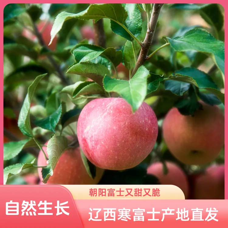 东北老寒富士苹果本地直发