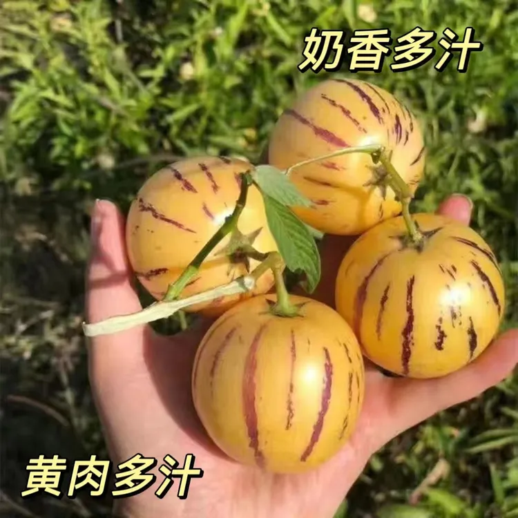 云南高山种植皮薄人参果饱满爽口圆果多汁清甜新鲜成熟采摘中果