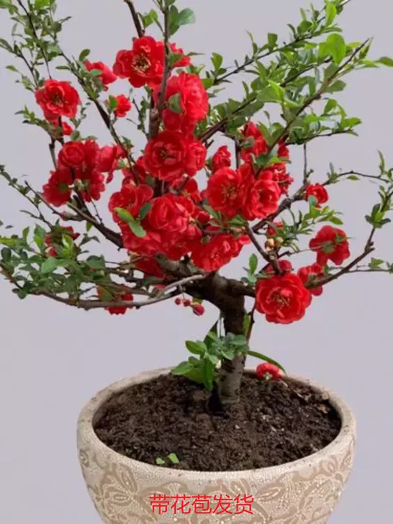海棠花盆栽四季开花室内花卉植物带花苞盆景多色格桑花阳台热销款