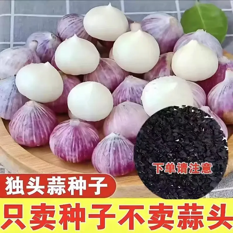 独头蒜多汁现货圆头南北方耐热耐寒紫皮蒜头阳台盆栽种植蔬菜种子