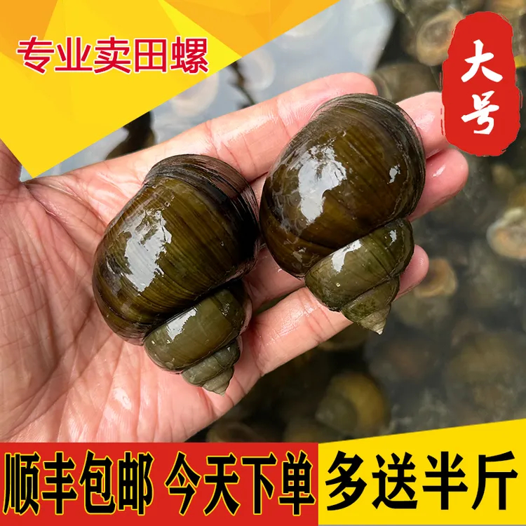 仙青湖新鲜清水大田螺大号螺蛳超大泥螺顺丰包邮