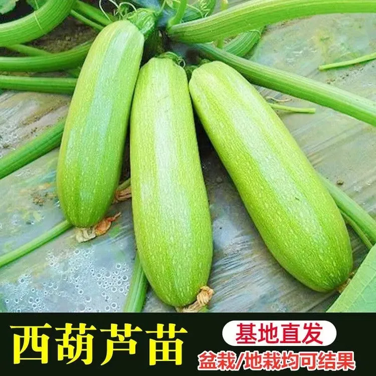 西葫芦苗子南瓜秧苗种子砍瓜苗茭瓜高产早熟阳台四季盆栽吸水种苗