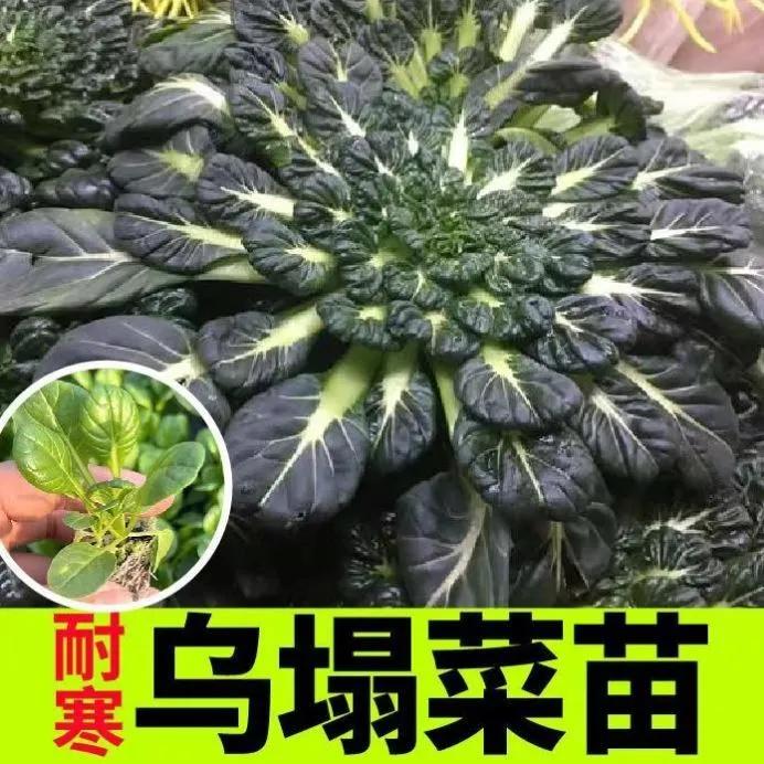 黄心乌塌菜苗黑心乌塌菜苗种植简单耐寒基地直发品种齐全