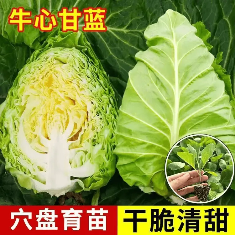 牛心甘蓝秧苗尖包菜苗耐高温优质特大高产黄心菜紧实绿色蔬菜秧苗