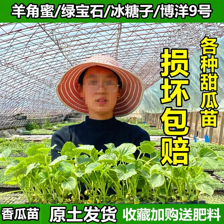 香瓜苗博洋9号甜瓜苗秧绿宝羊角蜜冰糖子甜瓜水果苗早熟原土发货