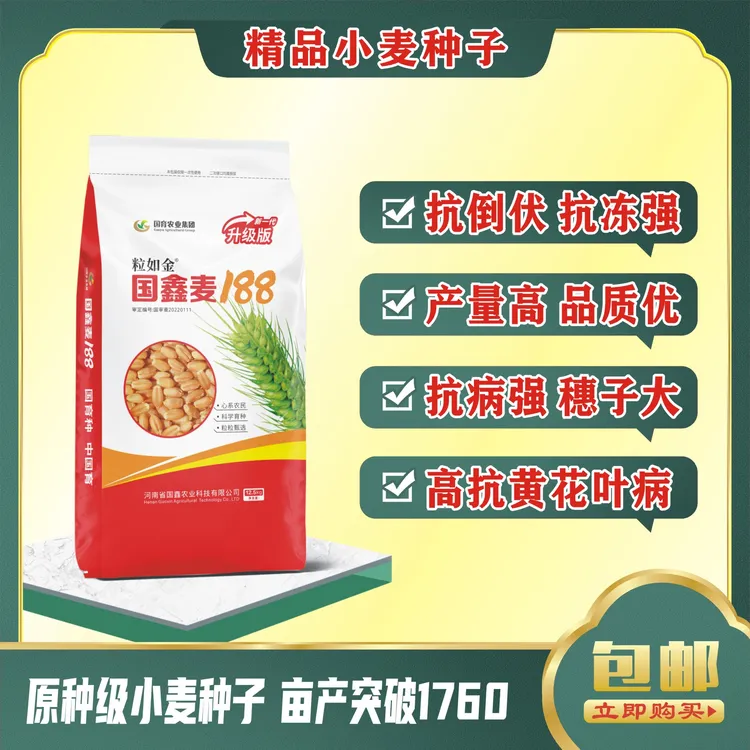 国鑫麦188小麦种*高产稳产*矮杆大穗*抗逆性强*国审