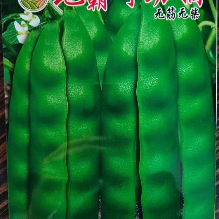 东北地油豆地霸、超早40,矮生泰国架豆种子,早熟不搭架油豆。