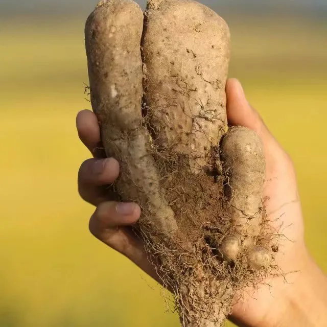 江小画佛手山药  浠水本地老品种  武穴 蕲春 浠水老家特产
