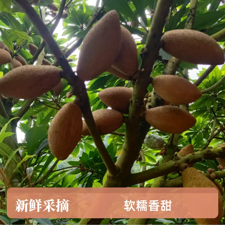 【新鲜果实】妈咪果，口感软糯香甜 富含矿物质和多种营养元素