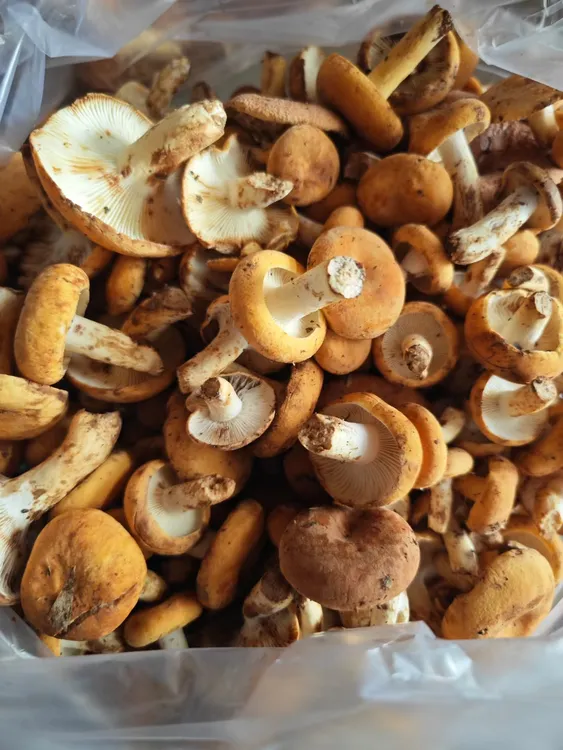 美味奶菇干新店开业只要130元一斤！