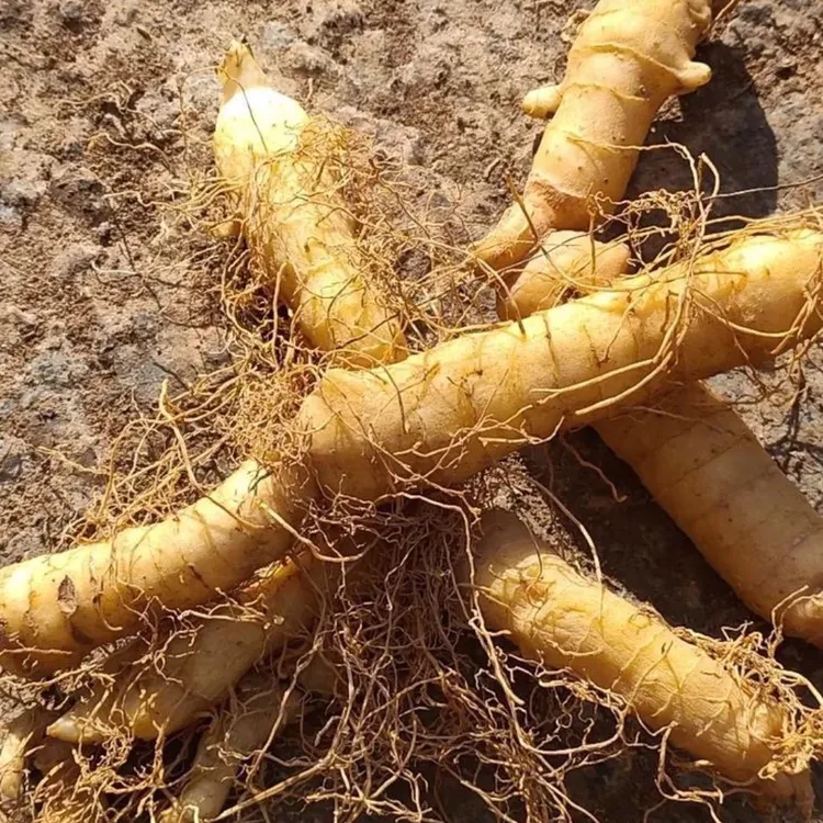 湖南永顺高山玉竹自然晒干袋装营养健康品质高货