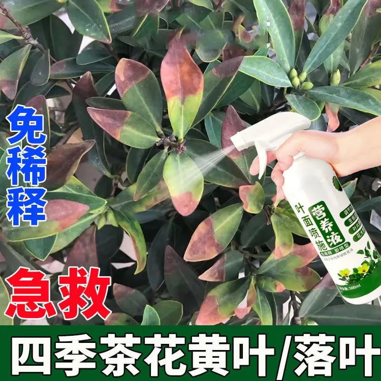 四季山茶花营养液防黄叶落叶促进生长花多花艳免稀释茶花专用肥料