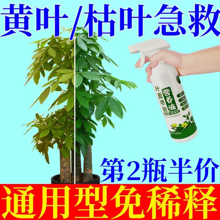 发财树枯叶黄叶免稀释绿植营养液掉叶黄斑养花肥料栀子花水培生长