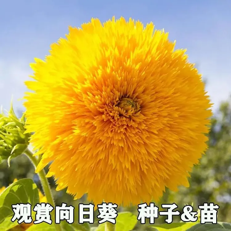 重瓣矮脚向日葵观赏小型玩具熊向日葵耐旱耐热盆栽庭院花卉使用