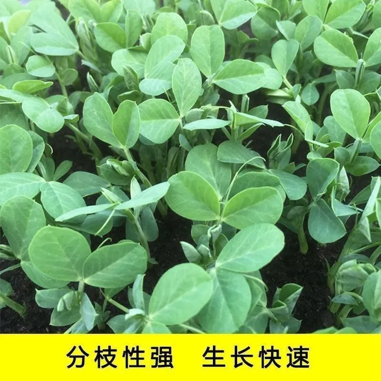 无须豌豆尖种子豌豆苗种子四季易种阳台盆栽芽苗菜春菜高产种植