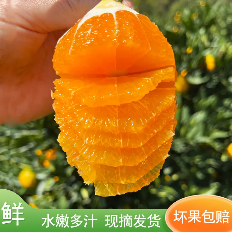 正宗秭归九月红果冻橙当季新鲜水果爆汁果园现摘橙子孕妇水果