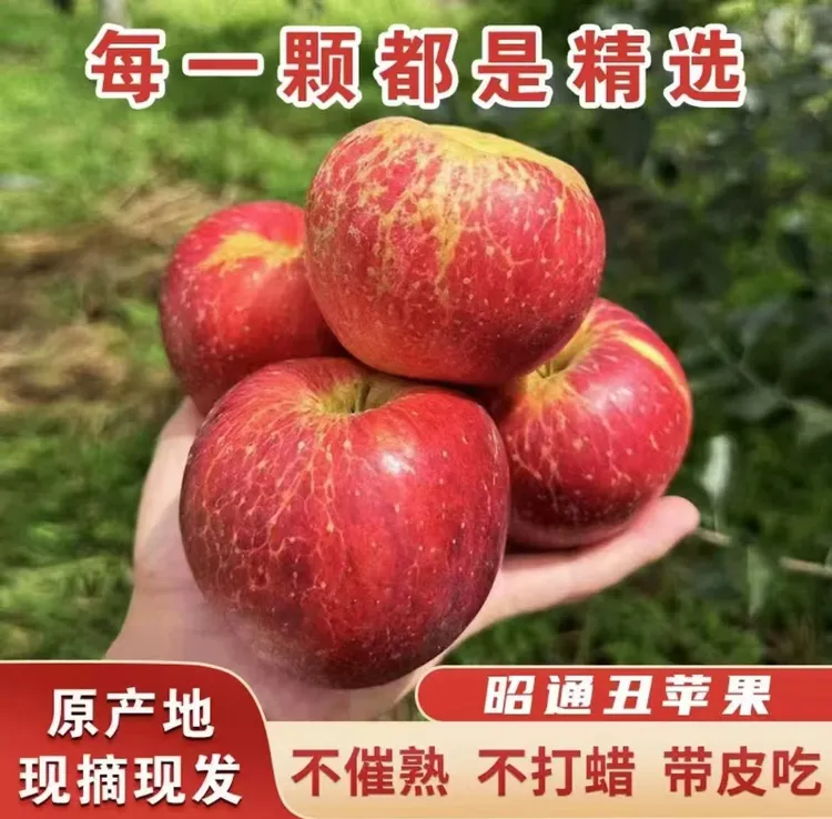 正宗当季云南昭通冰糖心丑苹果脆甜多汁新鲜现摘现发5斤10斤包邮