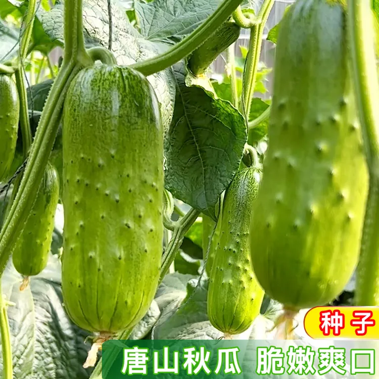 唐山秋瓜种籽  老品种黄瓜阳台种植庭院盆栽农家小菜园地蔬菜种子