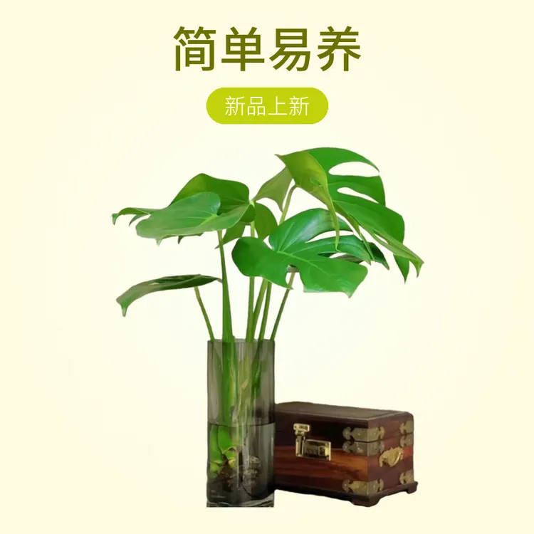 龟背竹水培除甲醛特大放办公室竹子水培花卉室内水养水培植物