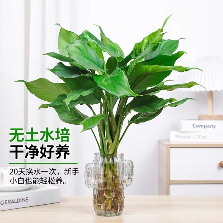 万年植盆栽花卉绿植室内盆栽懒人水培富贵竹客厅发财树室内水养