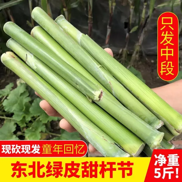 东北辽宁新鲜甜杆节甜芦粟绿皮甜高粱中段小甘蔗现砍现发包邮