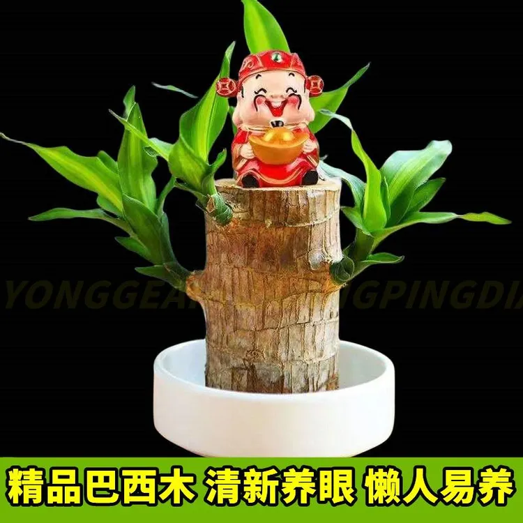 （带大叶发货）巴西木 水培土培  桌面盆栽