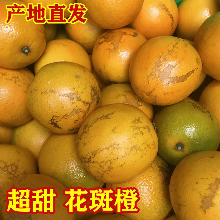 【官方正品】云南花斑橙玉溪禇家香浓郁冰糖甜精选级果5-9斤