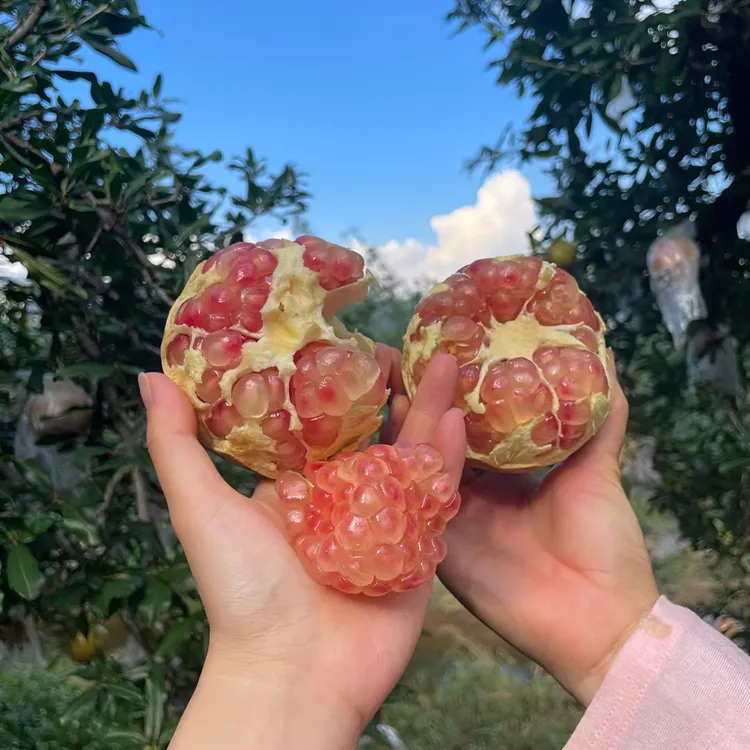 蒙自绿籽老树石榴蒙自石榴新鲜正宗营养香甜爆汁饱满皮薄云南石榴