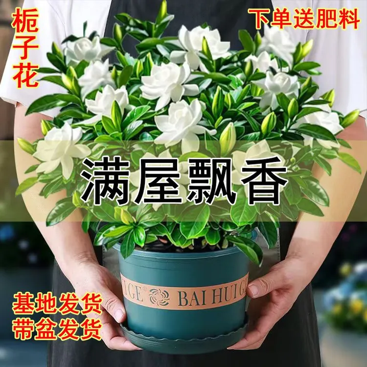 特大盆浓香型【带花苞】栀子花四季开花植物养活绿植净化空气除甲醛