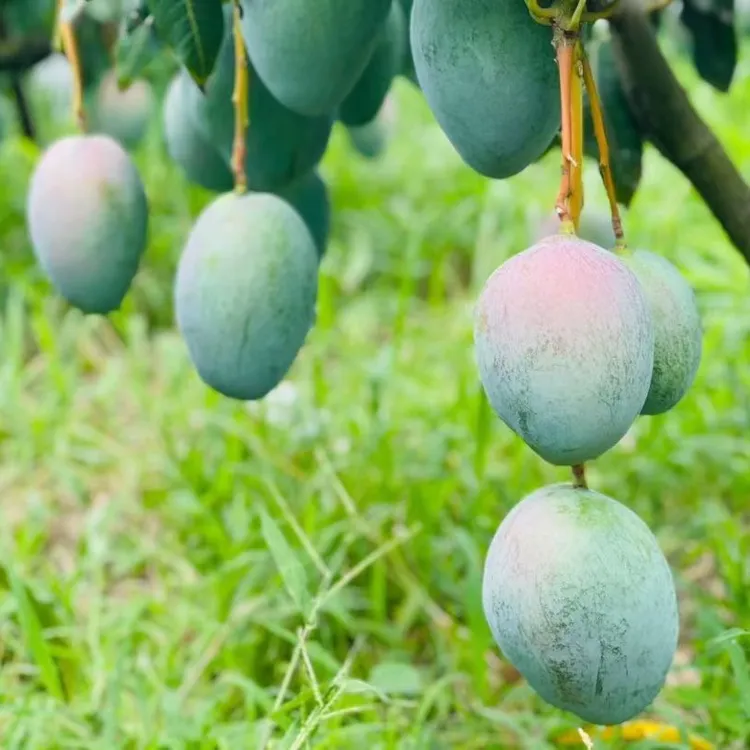 攀枝花凯特芒果2500g