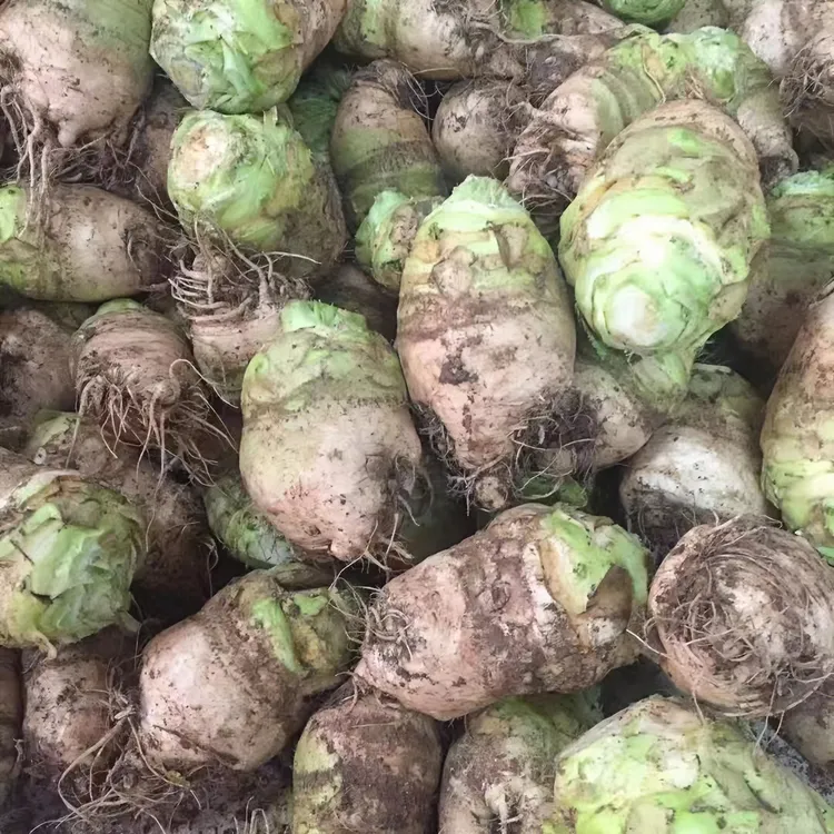 【现挖现发】2025芥菜疙瘩新鲜芥菜腌咸菜农家自种大头菜整箱蔬菜